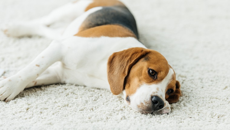 cute beagle lying on carpet at home