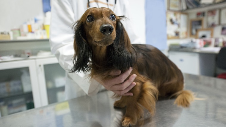 Long-haired dachshund on the medical exam table at vet.