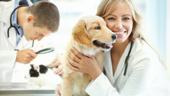 Alternative Medicine What Is Homeopathy For Dogs DogTime   Dog Homeopathy 