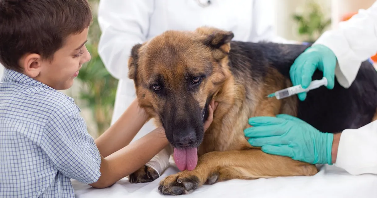 what are intramuscular vaccines for dogs