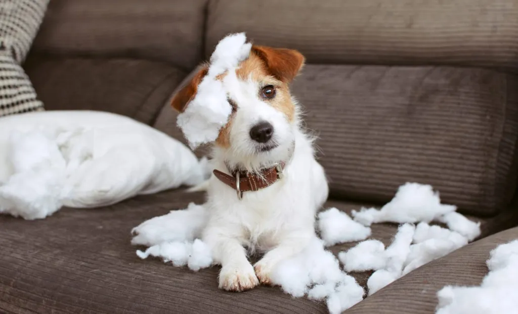 Jack Russell terrier on sofa after destructive chewing