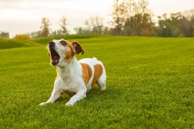Dog with opened mouth (barking screaming, talking, complaining). Natural park background.