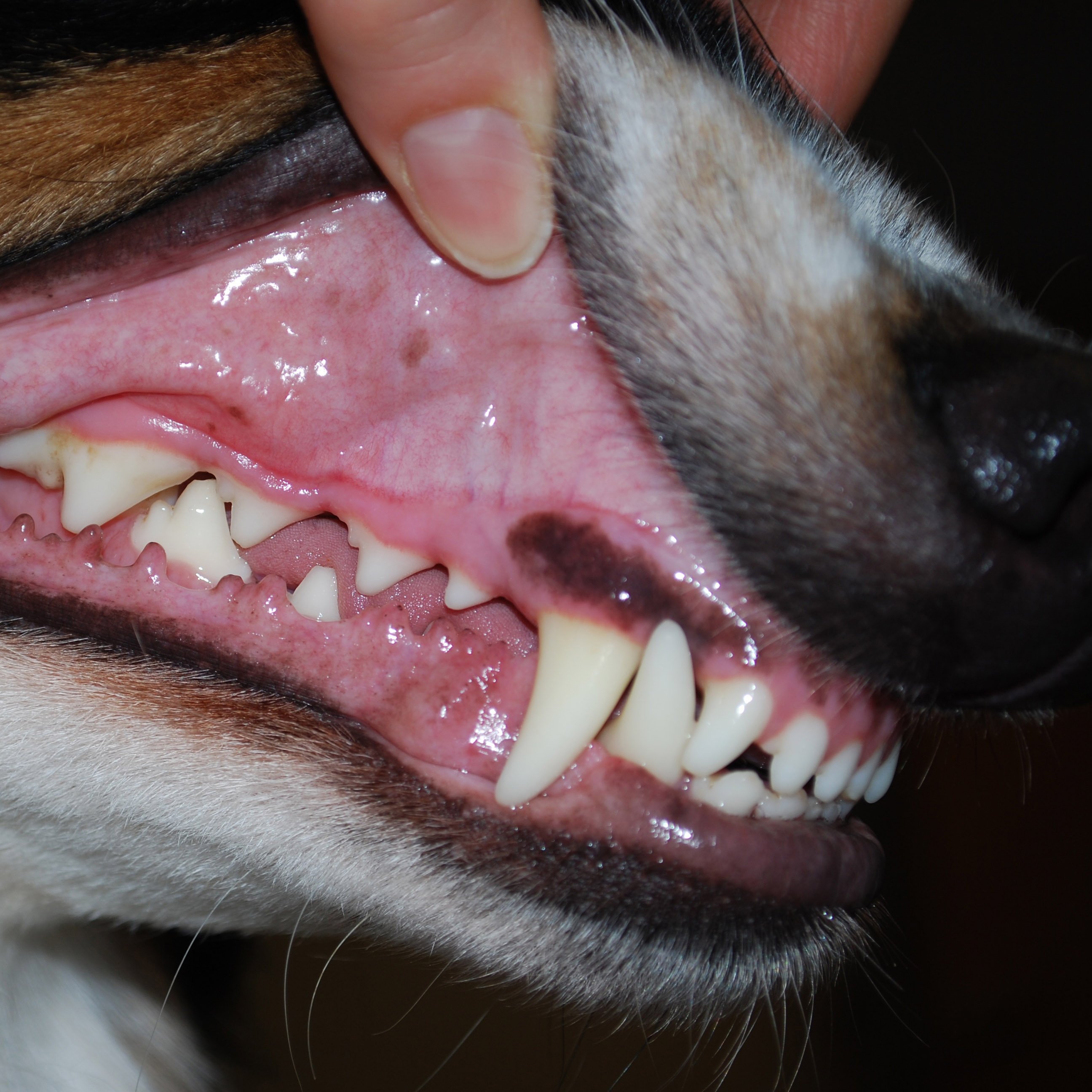 Good dog, bad teeth - DogTime