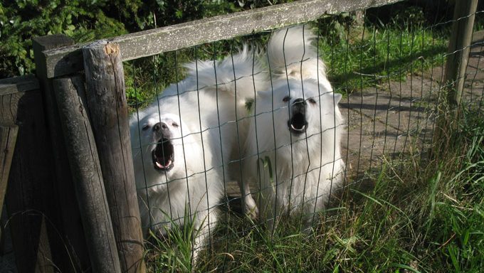 samoyed dogs behind fence