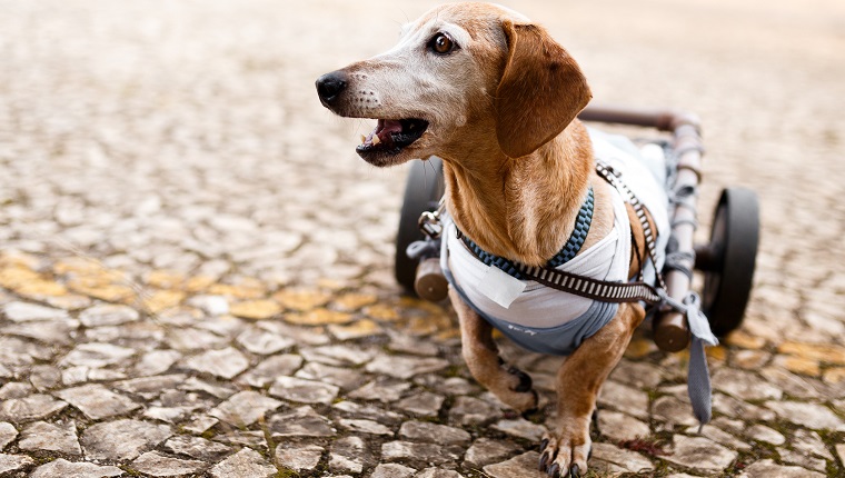 Paraplegic dachshund senior dog