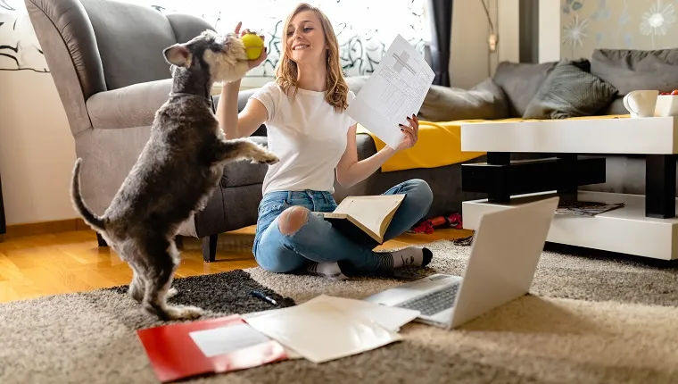 Young female entrepreneur brainstorming new ideas for a work while her schnauzer dog playing around her and makes her a company
