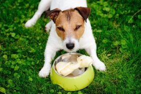 Jack Russell Terrier resource guarding their bone and dog bowl