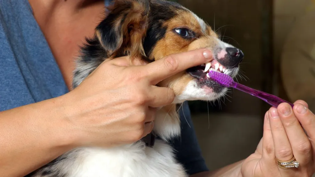 Person cleaning a dog's teeth by brushing teeth with a purple toothbrush using dog toothpaste.