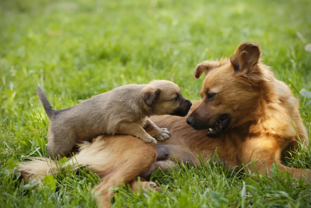 brown puppy being friendly with and kissing an adult dog