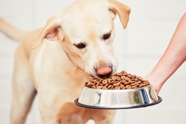 Dog eating kibble with nutrients from bowl