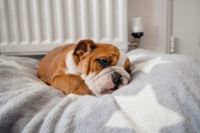 A cute British Bulldog resting in a dog bed.