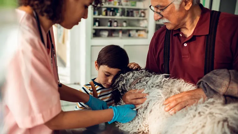 Close up of a veterinarian having a medical exam on a dog