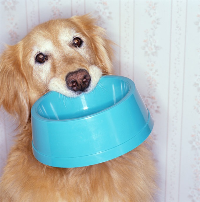 Feeding An Older Dog DogTime