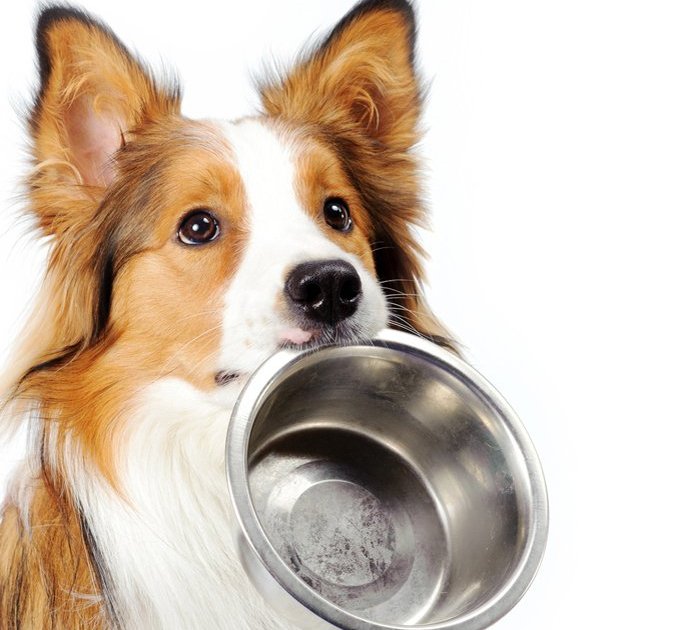 Diet for older dogs DogTime