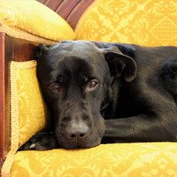 The gift of hospice care - DogTime