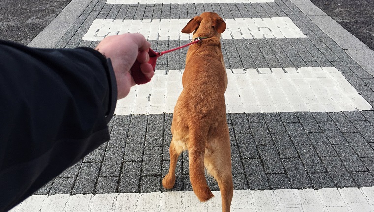 Dog Leash Training: What To Do About Your Dog's Pulling - DogTime