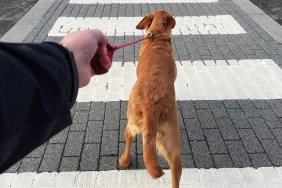 A point of view of a pet dog pulling on a lead being held tightly by the dog owner over a zebra crossing on a street