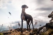 Greyhound dog names
