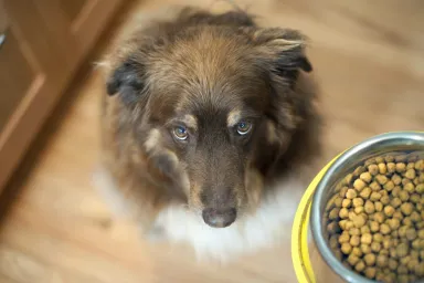 dog looking up at bowl of store-brand dog food