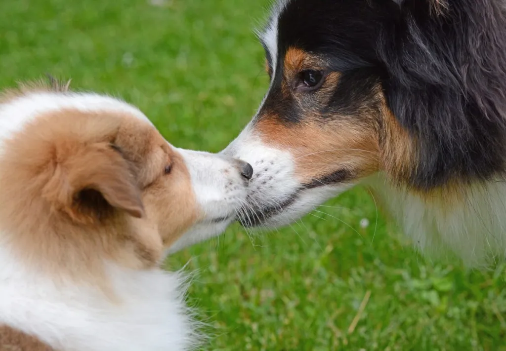 Puppy and adult dog sniffing each other's noses at the dog park