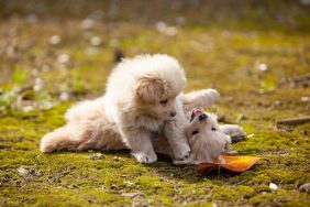 puppies playing on play date in grass