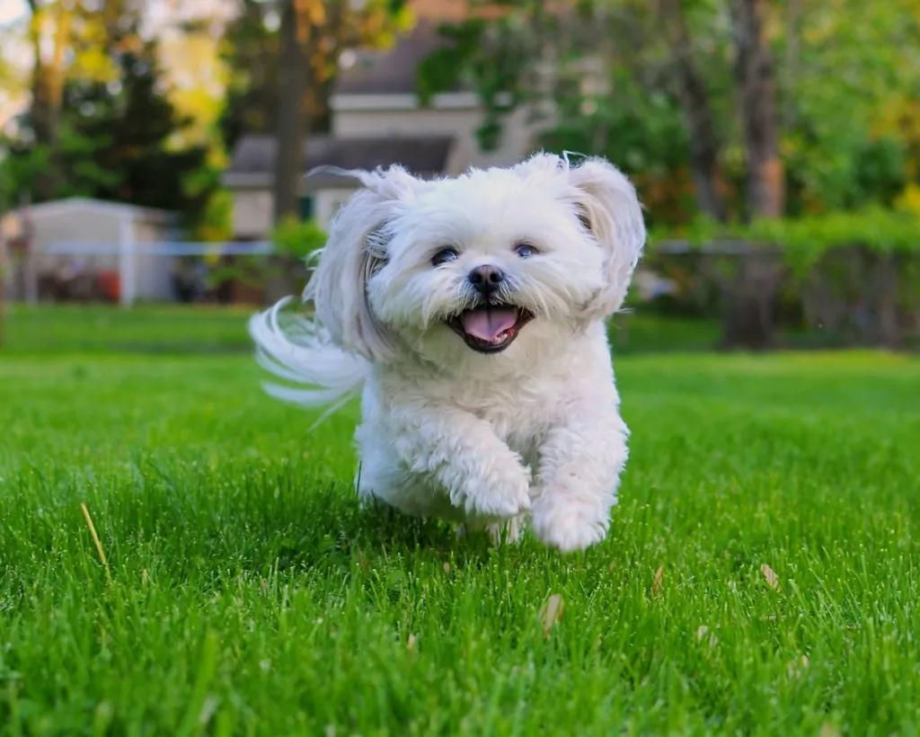 Happy small, white dog running in grass