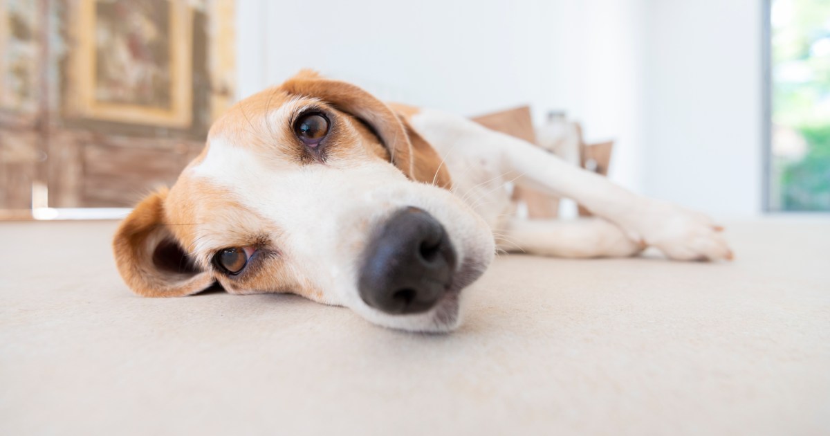 Bored Dogs: How to Recognize Doggy Boredom (and Help!)