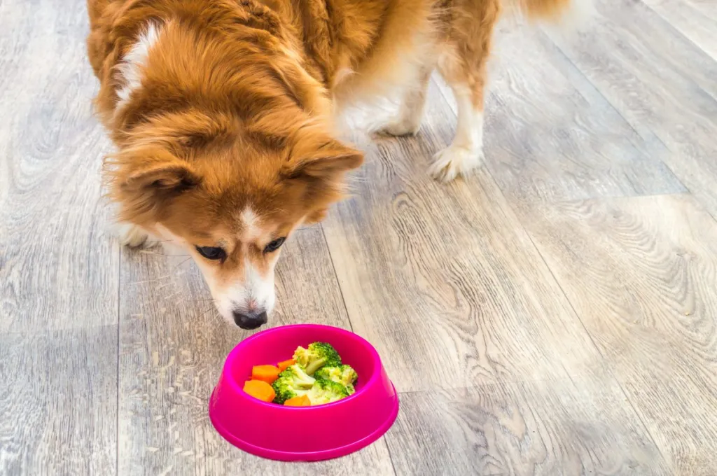 dog on vegetarian diet sniffing pink bowl of vegetables