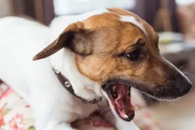 Jack Russell terrier dog choking