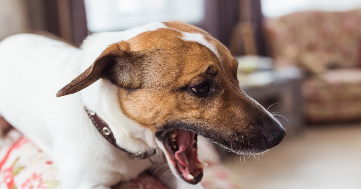 What Should I Do if My Dog Is Choking? - DogTime