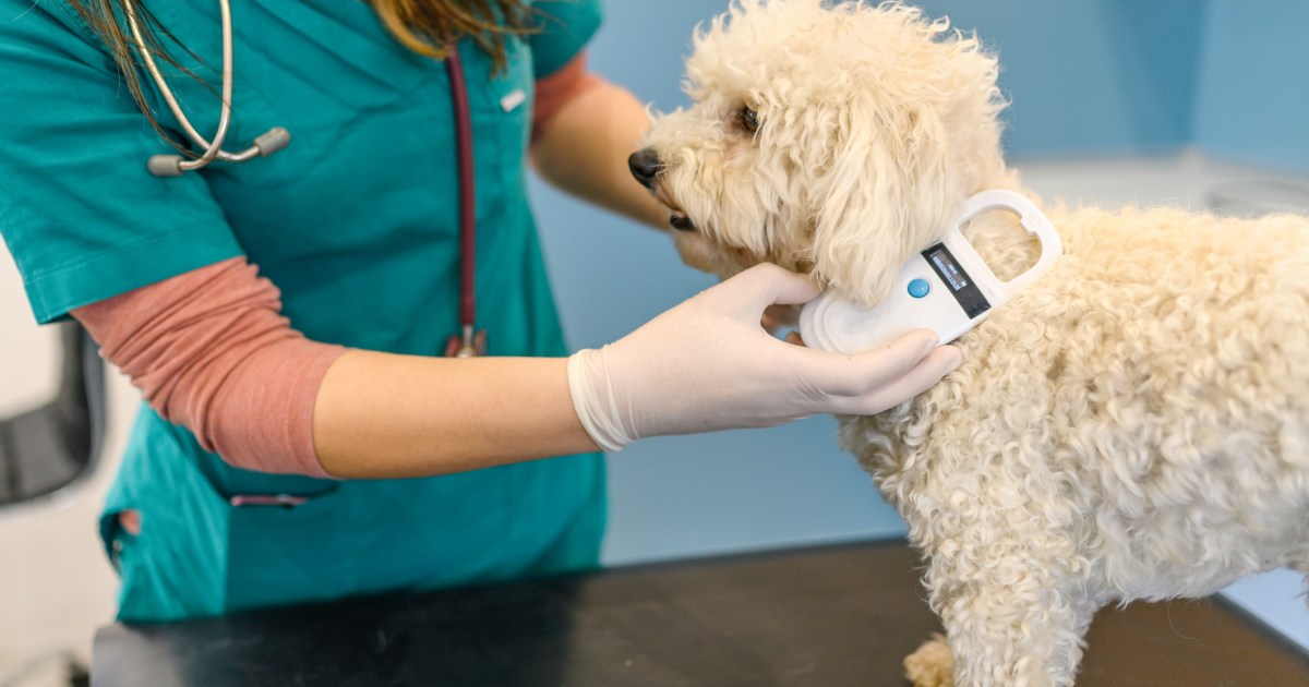 Everything You Need to Know About Microchips for Dogs