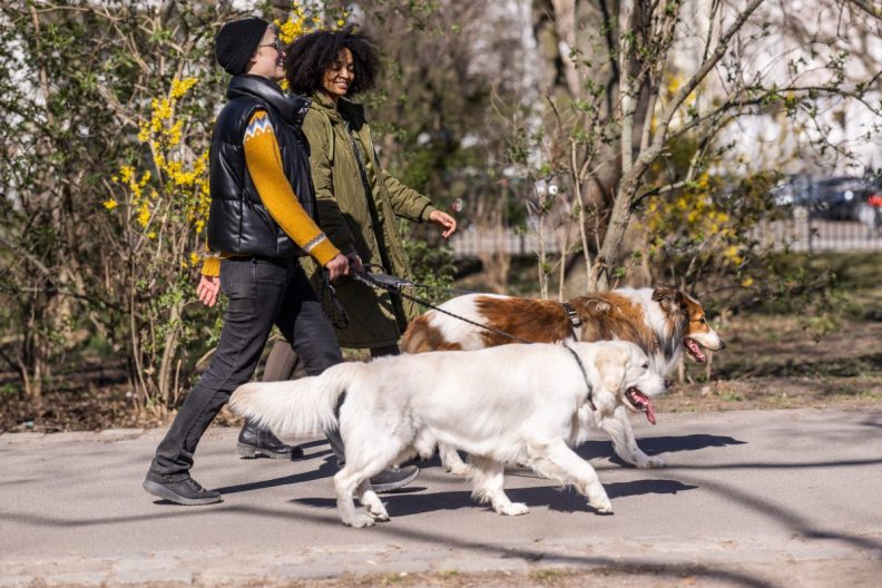 dog sitters dog walkers walking dogs in park