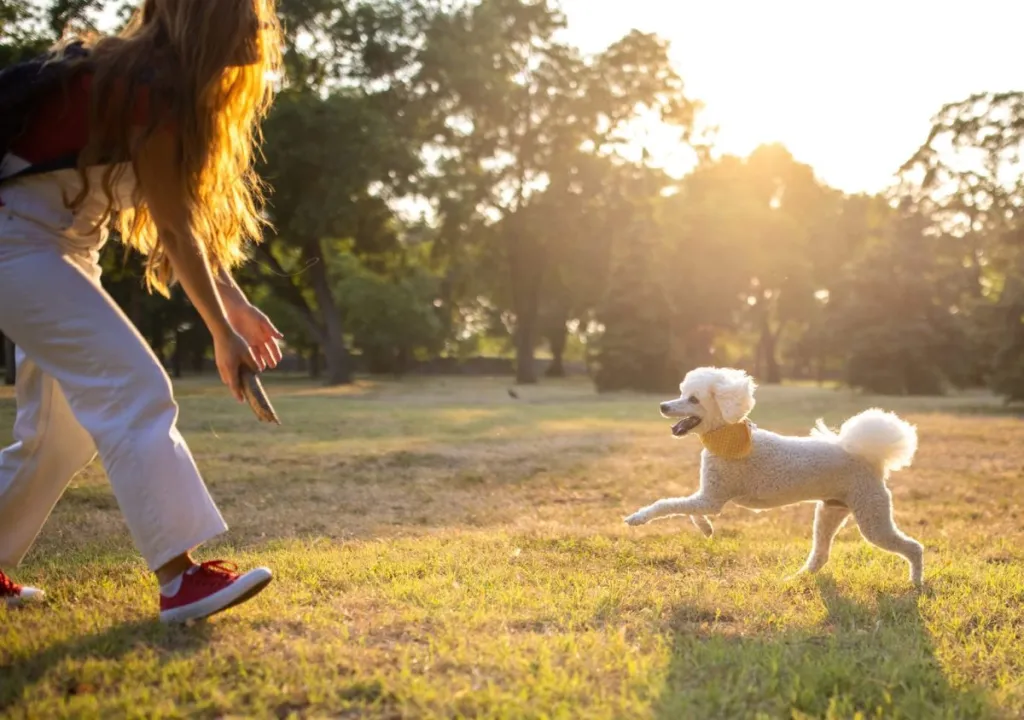 woman practicing dog recall with poodle outdoors