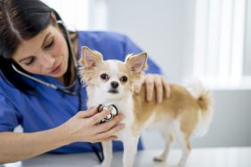 nurse listening to dog's heartbeat looking for heart disease