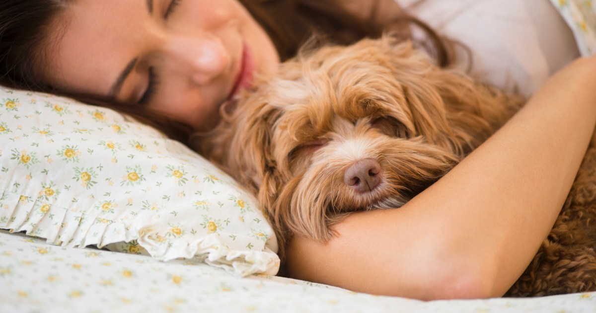 Is It OK to Let My Dog Sleep in Bed With Me?