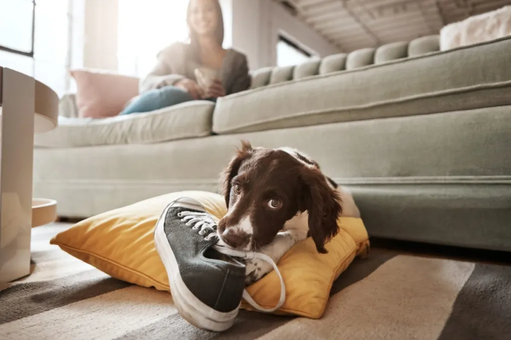 dog chewing shoe on floor
