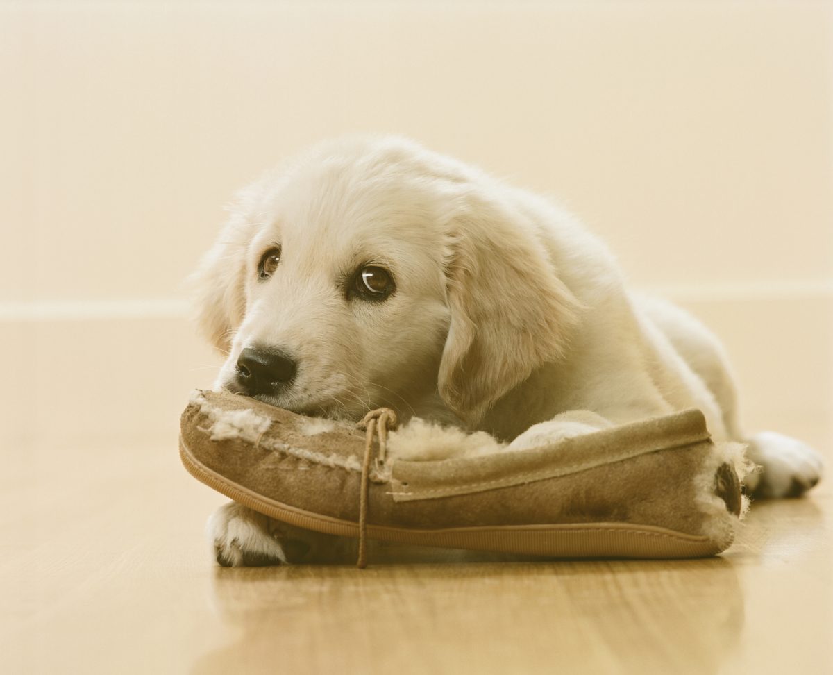 Golden retriever 2024 puppy chewing