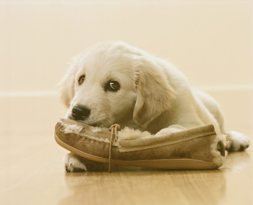 Golden retriever puppy chewing and licking slipper