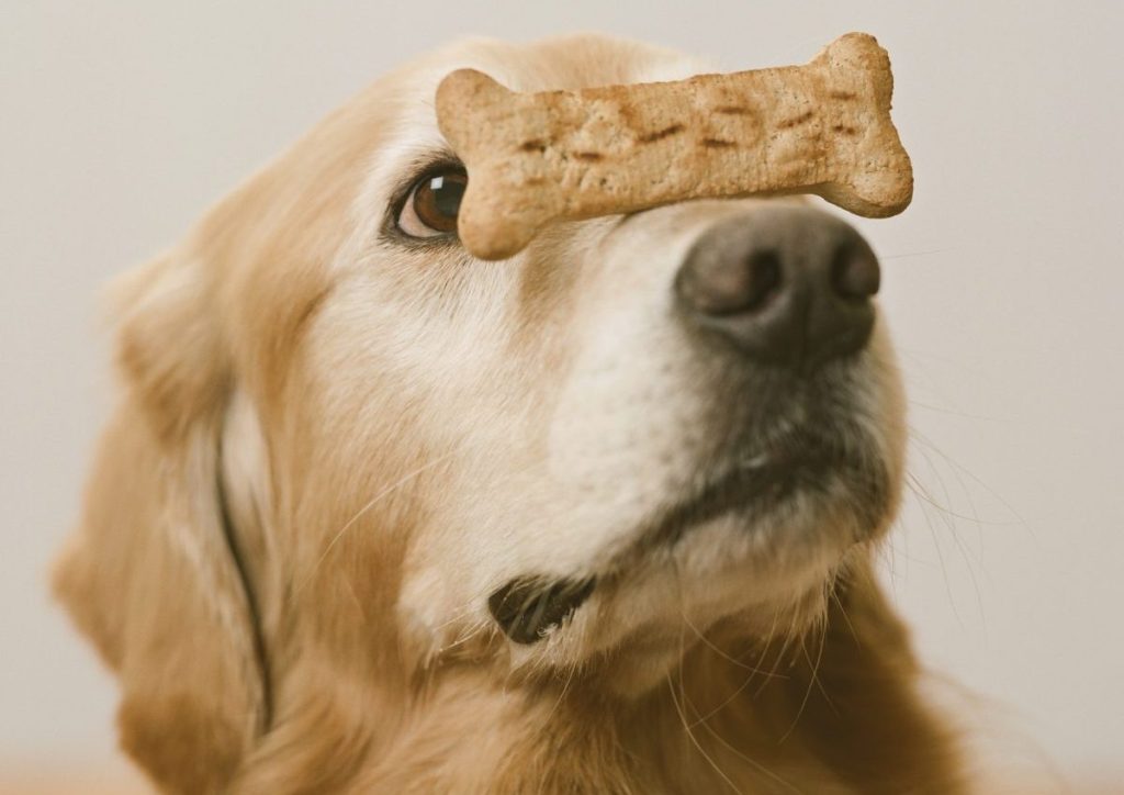 Golden Retriever with a dog treat on nose