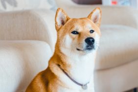 Close-up portrait of Japanese dog breed Shiba Inu at home.