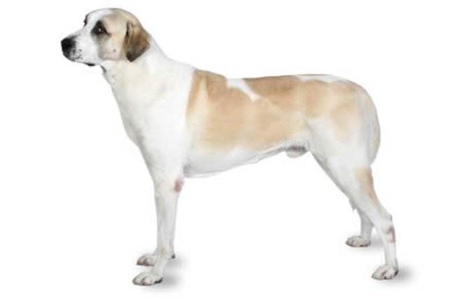 anatolian-shepherd-dog
