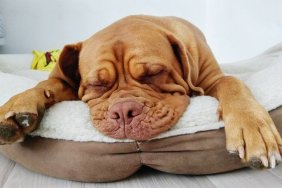 Brown Dog Sleeping In Pet Bed At Home