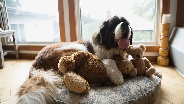 Saint Bernard dog laying stuffed animals dog bed