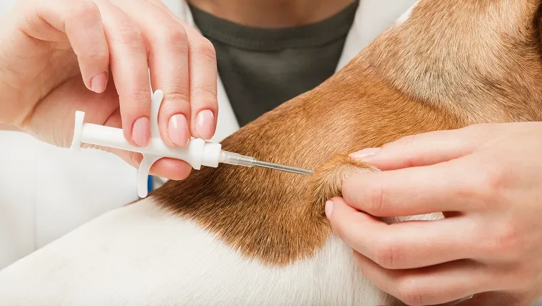 cute white small dog gets a special syringe vet microchipping mandatory for eu pets in the veterinary clinic