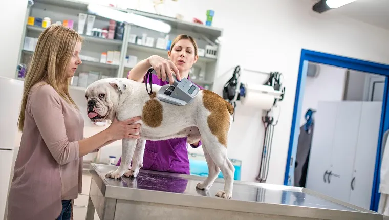 Owner with her English bulldog visiting the veterinarian’s office. The veterinarian is scanning the dog for its chip.