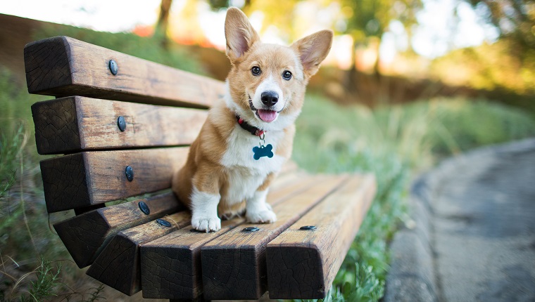 Dog ID Tags Everything You Need To Know About Your Dog s Wearable