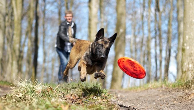 man throws frisbee for dog