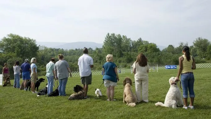 dogs in appropriate training class without punishment