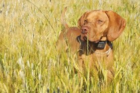 Hunting dog in the ripening grain. Hot summer day. Hungarian Pointer Viszla hunting. Electric dog collar.