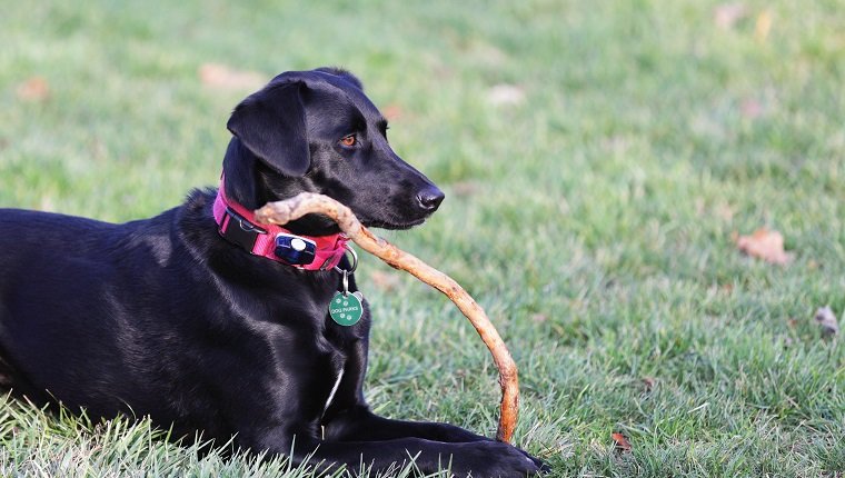 A pretty black labrador retriever mixed breed dog holds her favorite wooden stick in her front paws while her attention is focused elsewhere. She is wearing two pet collars - one carries her license and tags including the Dog Parks permit - and the other holds a battery for the invisible fence security barrier correction device.